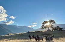 Ruttin Elk Mating Tour on Rocky Mountain National Park
