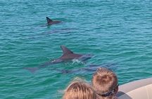 One Hour Harbor Shared Tour with Dolphin Watching 