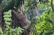 Puerto Viejo's walking tour: Sloth spoting guaranteed 