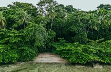 Puerto Viejo's walking tour: Sloth spoting guaranteed 