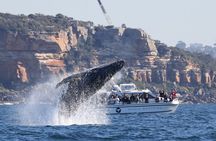 Private Luxury Intimate Whale Watching