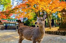 World Heritage Kyoto & Nara Uji Authentic Matcha Experience