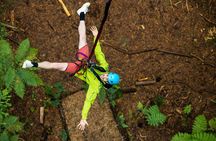 2 Hours Guided Redwoods Altitude Experience