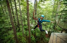 2 Hours Guided Redwoods Altitude Experience