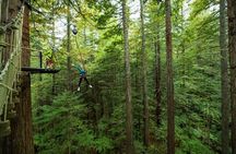 2 Hours Guided Redwoods Altitude Experience
