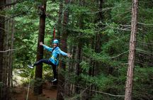3 Hours Redwoods Adventure