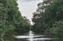 Basking in Nature during a Caroni Bird Sancturary Tour