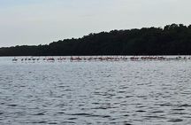 Basking in Nature during a Caroni Bird Sancturary Tour