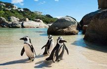 PRIVATE TOUR: Botanical Garden, Muizenberg Beach and Penguins