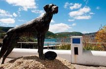 PRIVATE TOUR: Botanical Garden, Muizenberg Beach and Penguins