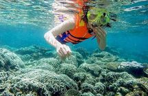 Cham Island Snorkeling Day Trip from Hoi An or Da Nang