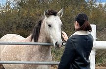 Small group half day Camargue and Aigues Mortes tour