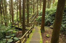 Alishan Private Day Tour from Taichung 