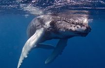 Premium Afternoon Scuba Charter for All Certified Diver Levels