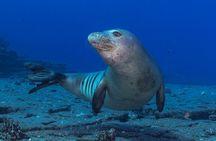Premium Afternoon Scuba Charter for All Certified Diver Levels