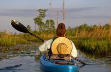 Okefenokee Swamp: Guided Kayak Tour with a Local Naturalist