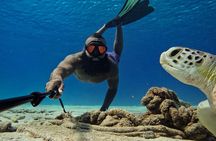 Curaçao Seabob in Playa Piskado Adventure with Sea Turtles