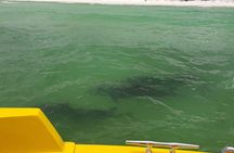 Hydro Rocket Dolphin Sightseeing Boat Tour from Destin