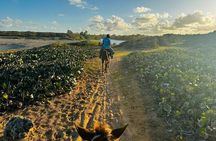 Sunset Horseback Ride at Macao Beach & Forest with Transfers