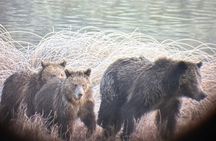 Private Full Day Tour of Yellowstone's Natural Wonders