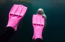 Vancouver: Snorkeling Seals Kayaking Scenic Boat Tour