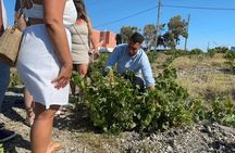 Private Wine Tasting-Wine Museum- Snacks: 2, 3 or 4 Wineries