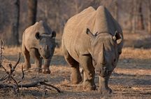 Half Day Safari Tour to Nairobi National Park 