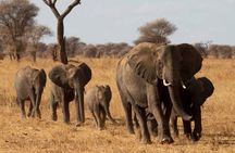 3-Day Private Safari in Tanzania: Tarangire, Ngorongoro & Manyara