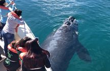 Valdes Peninsula Full day Tour and Whale Watching from Pto Madryn