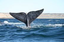 Valdes Peninsula Full day Tour and Whale Watching from Pto Madryn