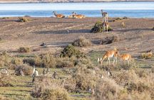 Valdes Peninsula Full day Tour and Whale Watching from Pto Madryn