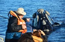 Valdes Peninsula Full day Tour and Whale Watching from Pto Madryn