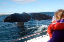 Valdes Peninsula Full day Tour and Whale Watching from Pto Madryn