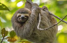 River Celeste and Sloth Land National Park