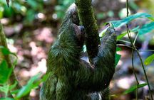 Rio Celeste waterfall and slothland excursion