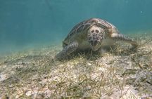 Private Experience in Akumal with Snorkeling 