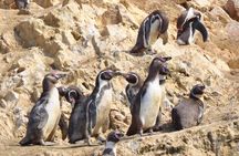 Ica Paracas full day | From Lima |