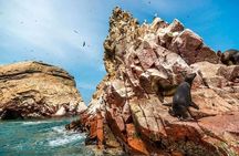 Ica Paracas full day | From Lima |