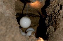 Turtle Camp Puerto Vallarta baby releasing and females laying egg