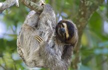 River Celeste Falls Walk Sloths Coffee and Cocoa Combo