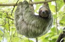 River Celeste Falls Walk Sloths Coffee and Cocoa Combo