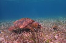 Half Day Snorkeling Tour Caye Caulker