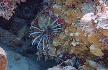 Half Day Snorkeling Tour Caye Caulker