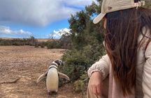 Exclusive Full Day Tour Penguin Colony in Punta Tombo from Madryn
