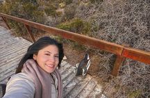 Exclusive Full Day Tour Penguin Colony in Punta Tombo from Madryn