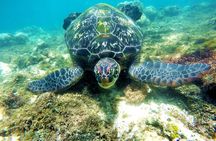 Whale Shark Snorkeling, Kawasan Falls, Sardines Run from Cebu