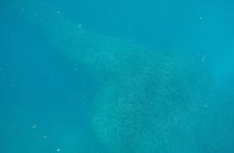 Whale Shark Snorkeling, Kawasan Falls, Sardines Run from Cebu
