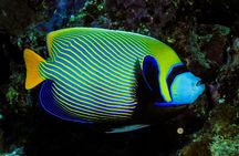 Beginner Scuba Dive 2 diving Stops & Lunch Boat Trip - El Quseir