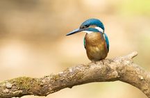 Bird Watching Private Tour in Copenhagen