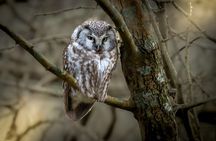 Bird Watching Private Tour in Copenhagen